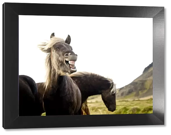 Horses, South Iceland, Northern Europe