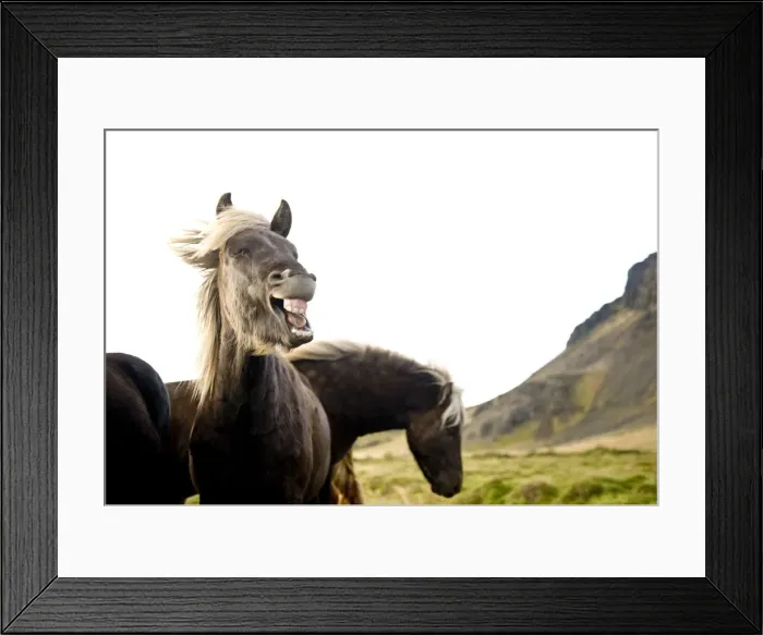 Framed Print : Horses, South Iceland, Northern Europe Framed Print : Horses, South Iceland, Northern Europe