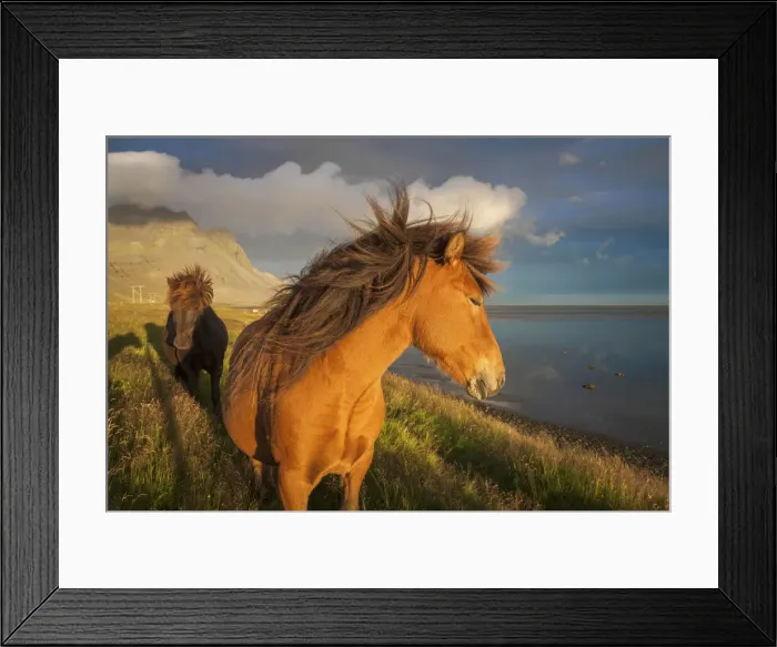 Framed Print : Icelandic horses enjoying the a gentle breeze in the south of Iceland near to Haofn Framed Print : Icelandic horses enjoying the a gentle breeze in the south of Iceland near to Haofn