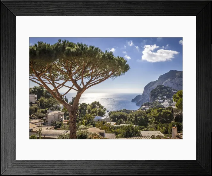 Framed Print : Umbrella pine in Capri, Gulf of Naples, Campania, Italy