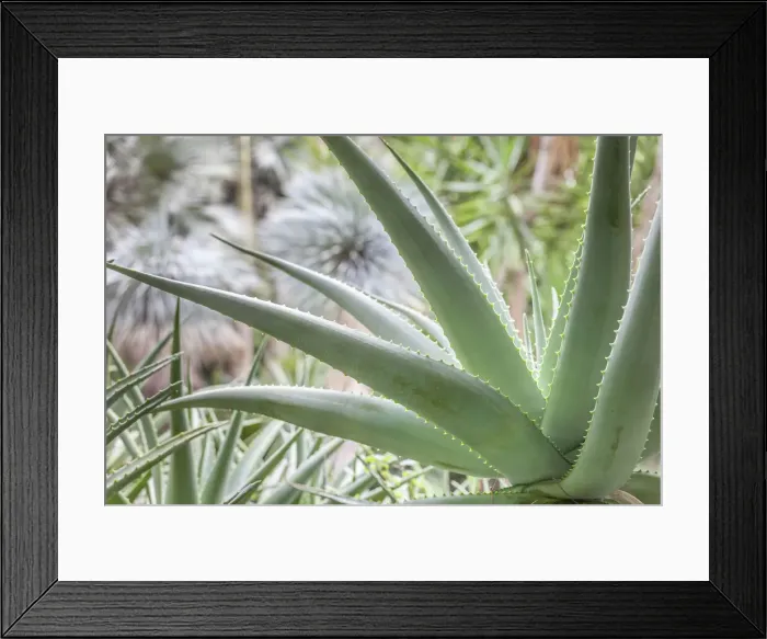 Framed Print : Succulent plant in La Mortella garden in Forio, Ischia Island, Gulf of Naples, Campania Framed Print : Succulent plant in La Mortella garden in Forio, Ischia Island, Gulf of Naples, Campania