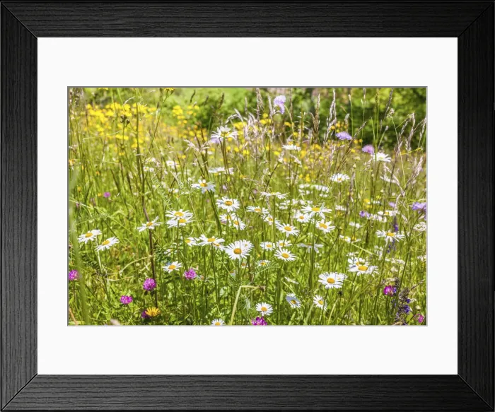 Framed Print : Summer mountain meadows in the rear Villnoss valley near St. Magdalena, South Tyrol, Italy Framed Print : Summer mountain meadows in the rear Villnoss valley near St. Magdalena, South Tyrol, Italy