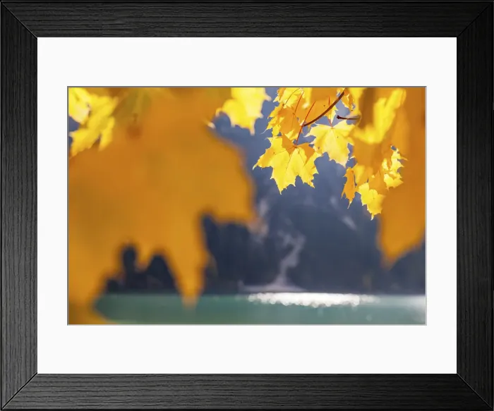 Framed Print : Autumn Norway maple at Lake Braies in autumn, South Tyrol, Italy Framed Print : Autumn Norway maple at Lake Braies in autumn, South Tyrol, Italy