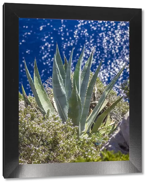 Agave on the cliffs of Capri, Gulf of Naples, Campania, Italy