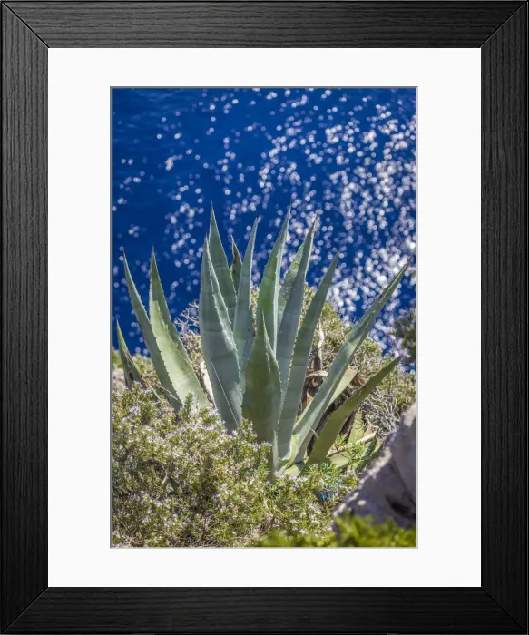 Framed Print : Agave on the cliffs of Capri, Gulf of Naples, Campania, Italy