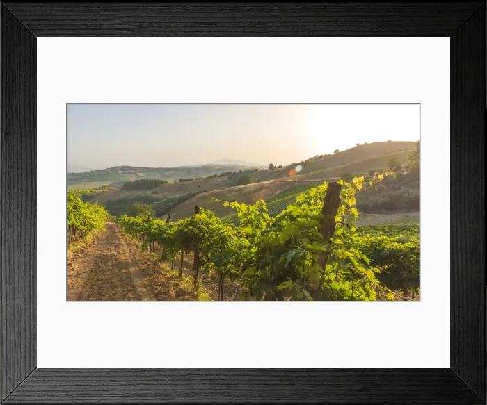 Framed Print : europe, Italy, the Marches. Offida, view from the wine cellar Cocci Grifoni Framed Print : europe, Italy, the Marches. Offida, view from the wine cellar Cocci Grifoni