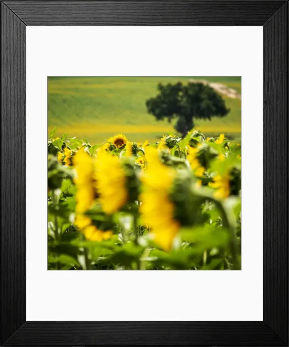 Framed Print : europe, Italy, the Marches. A sunflower field near to the Abbadia di Fiastra Framed Print : europe, Italy, the Marches. A sunflower field near to the Abbadia di Fiastra