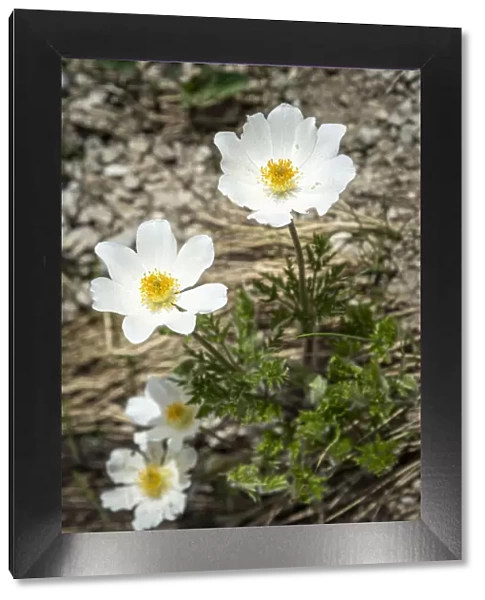 europe, Italy, the Abruzzi. An Alpine anemone in the National Park of the Gran Sasso