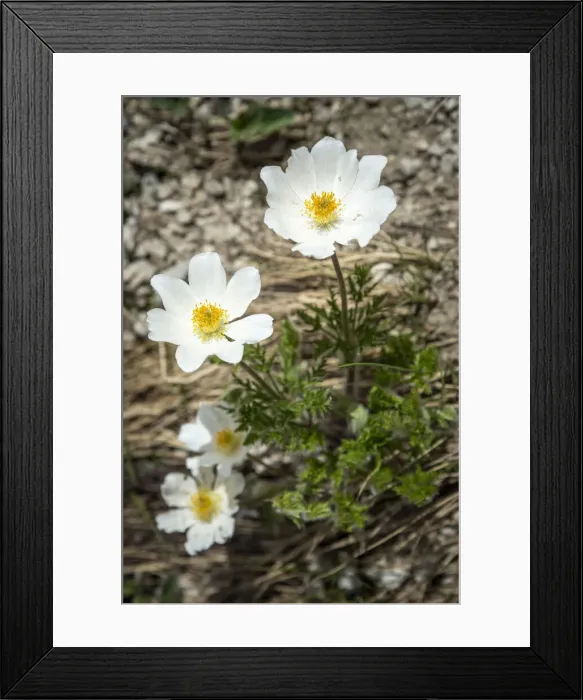 Framed Print : europe, Italy, the Abruzzi. An Alpine anemone in the National Park of the Gran Sasso Framed Print : europe, Italy, the Abruzzi. An Alpine anemone in the National Park of the Gran Sasso