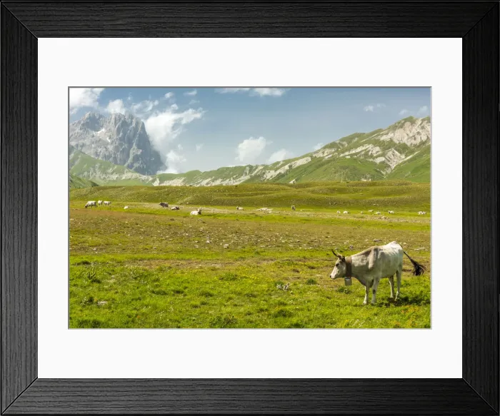 Framed Print : europe, Italy, the Abruzzi. A meadow with a cow herd in the National Park of Gran Sasso Framed Print : europe, Italy, the Abruzzi. A meadow with a cow herd in the National Park of Gran Sasso