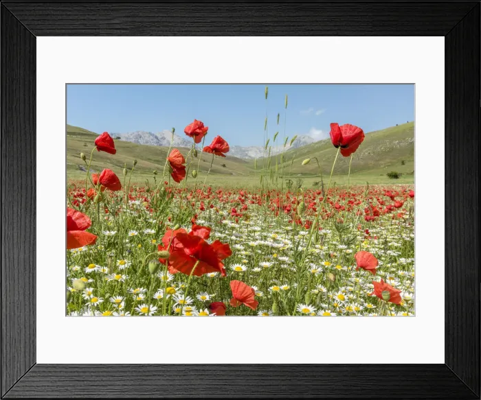 Framed Print : europe, Italy, the Abruzzi. A meadow with wildflowers in the National Park of Gran Sasso Framed Print : europe, Italy, the Abruzzi. A meadow with wildflowers in the National Park of Gran Sasso