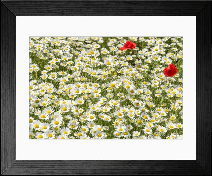 Framed Print : europe, Italy, the Abruzzi. A meadow with wildflowers in the National Park of Gran Sasso Framed Print : europe, Italy, the Abruzzi. A meadow with wildflowers in the National Park of Gran Sasso