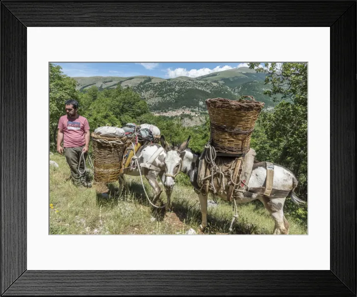 Framed Print : europe, Italy, the Abruzzi. Walking with donkeys in the National park of the Abruzzi Framed Print : europe, Italy, the Abruzzi. Walking with donkeys in the National park of the Abruzzi