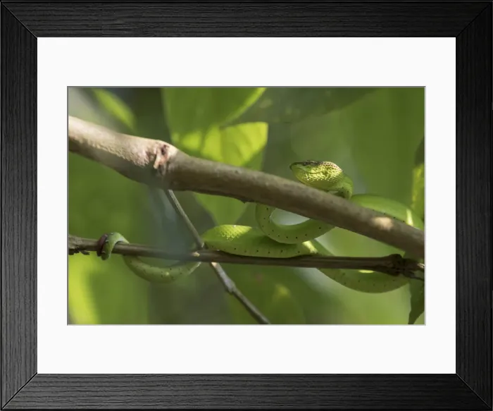 Framed Print : Green viper. Borneo, Malaysia Framed Print : Green viper. Borneo, Malaysia
