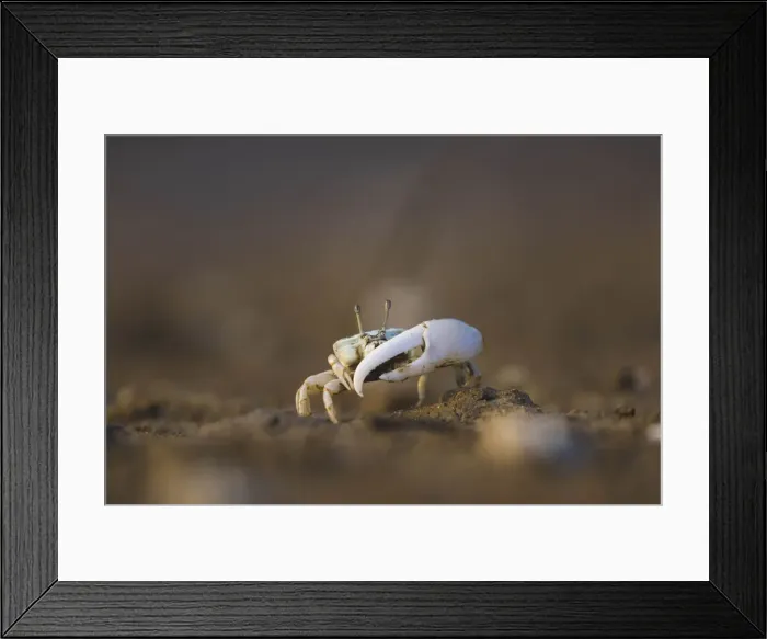 Framed Print : A fiddler crab on a beach in Malaysia Framed Print : A fiddler crab on a beach in Malaysia