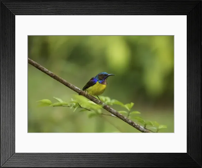 Framed Print : Brown-throated Sunbird. Malaysia Framed Print : Brown-throated Sunbird. Malaysia