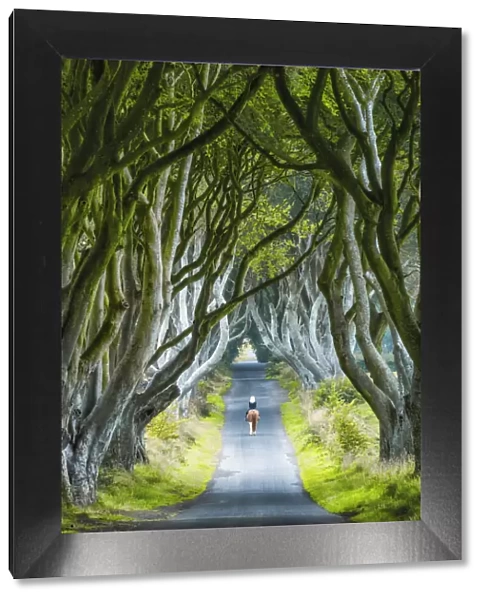 Woman Riding Horse along Dark Hedges Road, County, Antrim