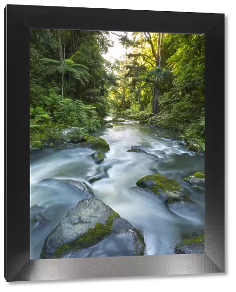 Whangarei Falls, Whangarei, Northland, New Zealand, Australasia