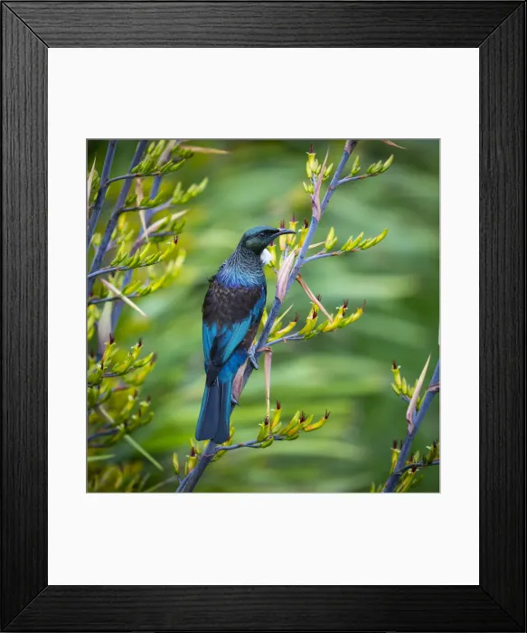 Framed Print : Tui, Ngunguru, Tutukaka, Northland, North Island, New Zealand, Australasia Framed Print : Tui, Ngunguru, Tutukaka, Northland, North Island, New Zealand, Australasia