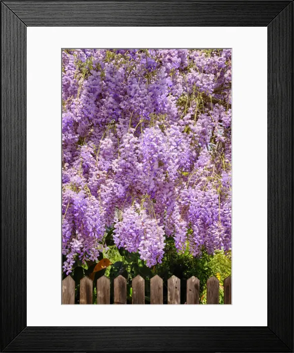 Framed Print : Wisteria flowers in full blossom. Palmela, Portugal Framed Print : Wisteria flowers in full blossom. Palmela, Portugal