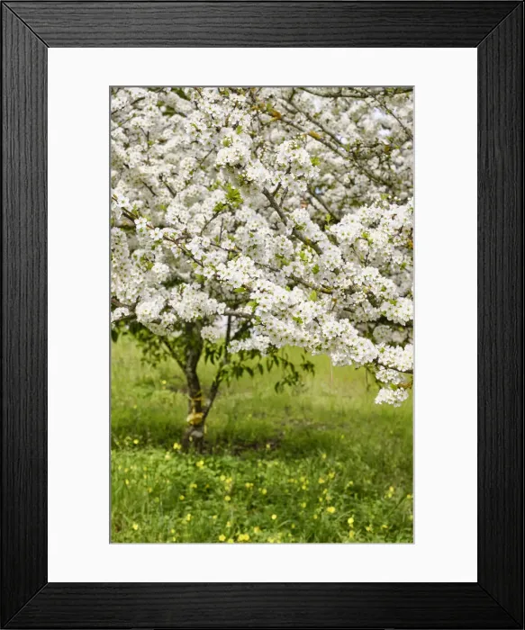 Framed Print : Plum tree in blossom. Palmela, Portugal Framed Print : Plum tree in blossom. Palmela, Portugal