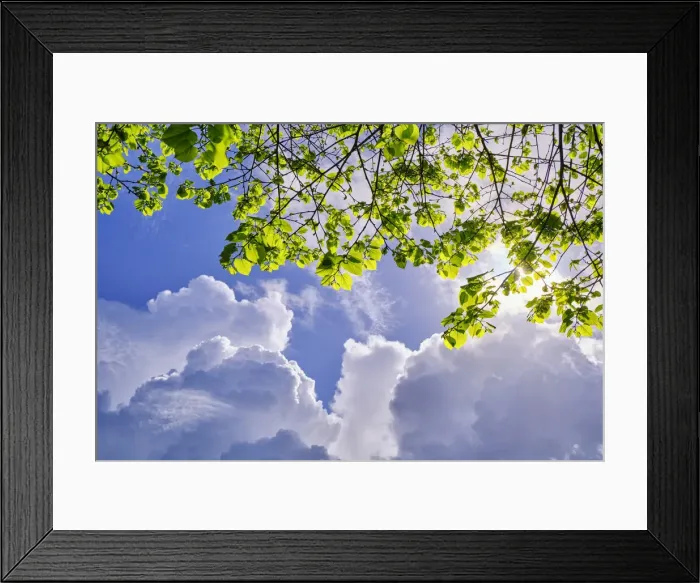 Framed Print : Lime tree against the clouds. Palmela, Portugal Framed Print : Lime tree against the clouds. Palmela, Portugal