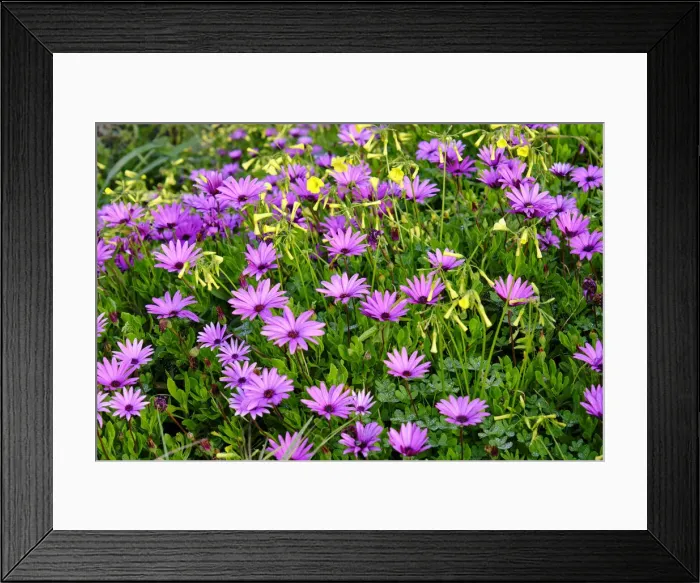 Framed Print : Daisies. Spring in Alcochete. Portugal Framed Print : Daisies. Spring in Alcochete. Portugal