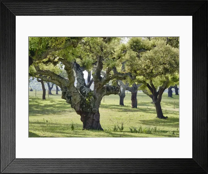 Framed Print : Cork trees in Aguas de Moura, Palmela. Portugal is the world Framed Print : Cork trees in Aguas de Moura, Palmela. Portugal is the world