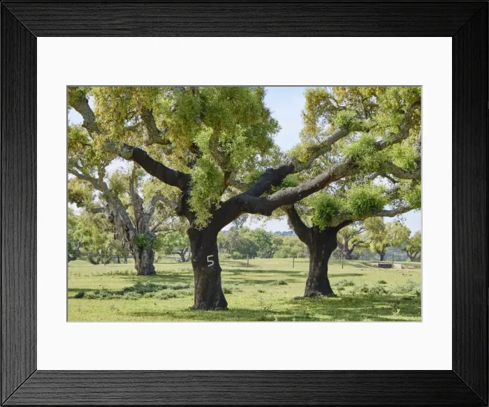 Framed Print : Cork trees in Aguas de Moura, Palmela. Portugal is the world Framed Print : Cork trees in Aguas de Moura, Palmela. Portugal is the world