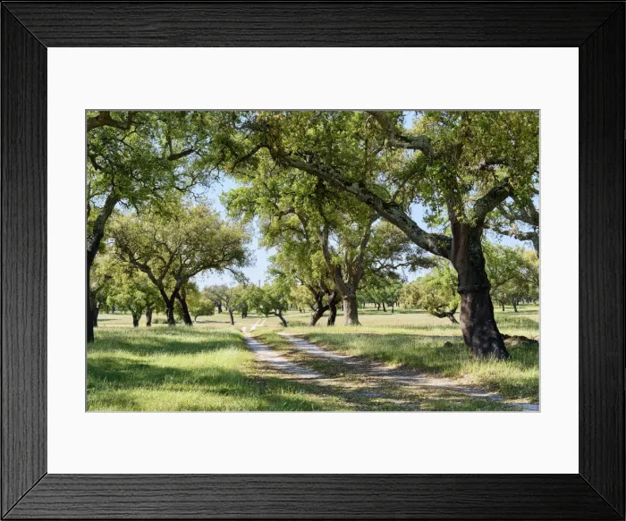 Framed Print : Cork trees in Palmela. Portugal is the world leader of cork production Framed Print : Cork trees in Palmela. Portugal is the world leader of cork production