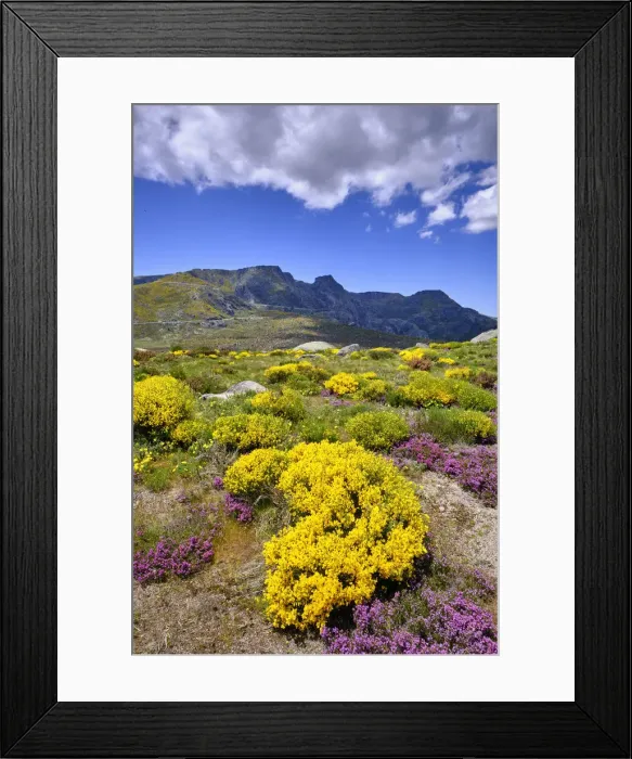 Framed Print : Colourful Spring with Genisteae and heather at the Nave de Santo Antonio. Serra da Estrela Nature Park, Portugal Framed Print : Colourful Spring with Genisteae and heather at the Nave de Santo Antonio. Serra da Estrela Nature Park, Portugal