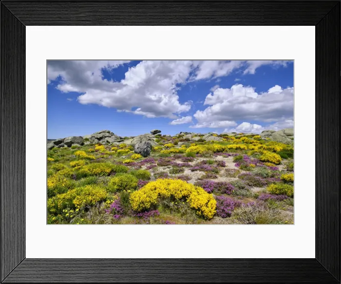 Framed Print : Colourful Spring with Genisteae and heather at the Nave de Santo Antonio. Serra da Estrela Nature Park, Portugal Framed Print : Colourful Spring with Genisteae and heather at the Nave de Santo Antonio. Serra da Estrela Nature Park, Portugal