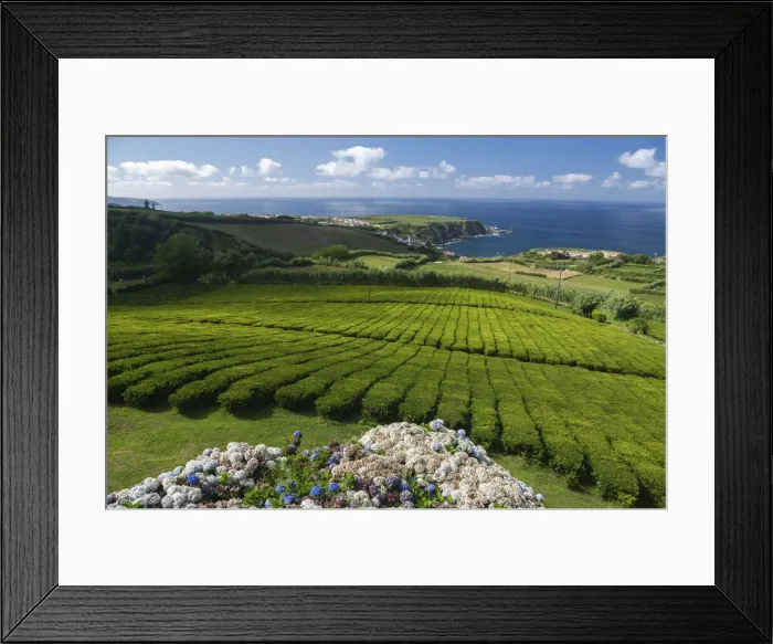 Framed Print : Tea plantation Fabrica de Cha Porto Formoso. SA£o Miguel island, Azores Islands Framed Print : Tea plantation Fabrica de Cha Porto Formoso. SA£o Miguel island, Azores Islands