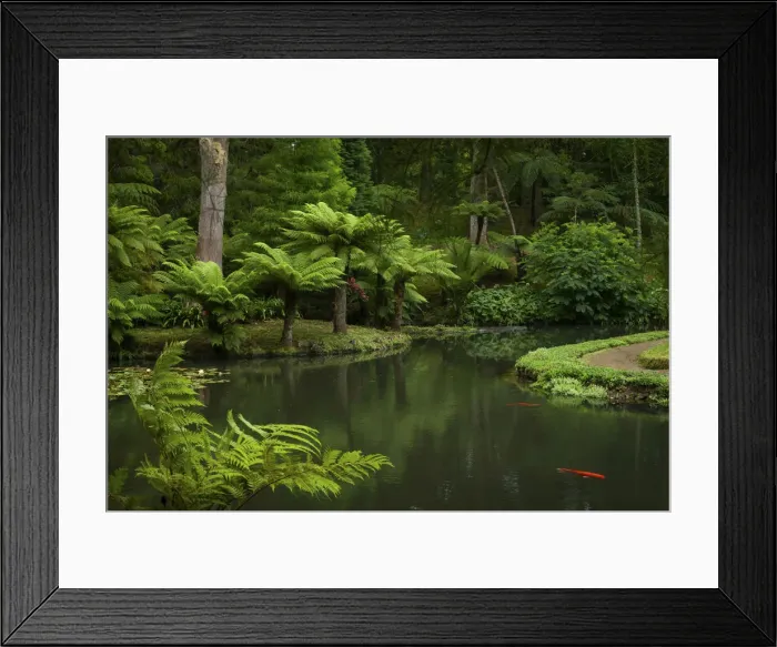 Framed Print : Terra Nostra Botanical Park. Furnas, Sao Miguel Island. Azores Framed Print : Terra Nostra Botanical Park. Furnas, Sao Miguel Island. Azores