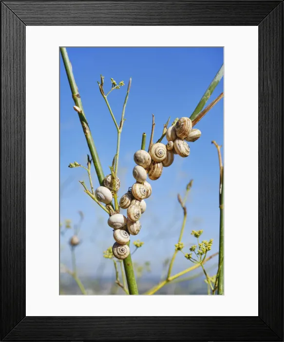 Framed Print : Snails. From April till August this tiny gastropod is a much loved delicacy when cooked Framed Print : Snails. From April till August this tiny gastropod is a much loved delicacy when cooked