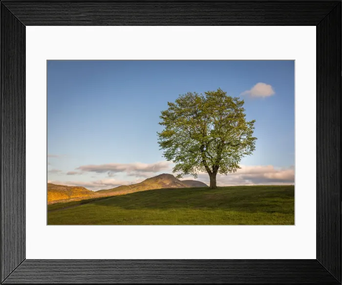 Framed Print : Tree in the evening light on Carlton Hill, Edinburgh, City of Edinburgh, Scotland Framed Print : Tree in the evening light on Carlton Hill, Edinburgh, City of Edinburgh, Scotland