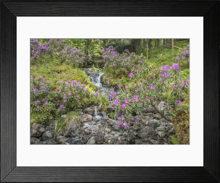 Framed Print : Brook with wild rhododendrons in Glen Etive, Highlands, Scotland, Great Britain Framed Print : Brook with wild rhododendrons in Glen Etive, Highlands, Scotland, Great Britain