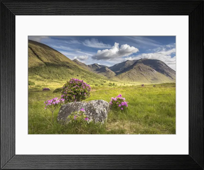 Framed Print : Wild rhododendron in Glen Etive, Highlands, Scotland, Great Britain Framed Print : Wild rhododendron in Glen Etive, Highlands, Scotland, Great Britain