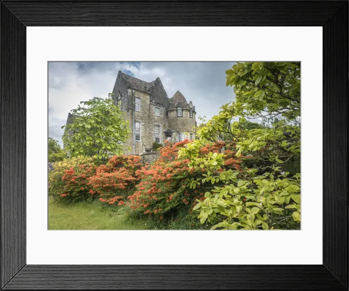 Framed Print : Rhododendrons in the park of Ardkinglas Woodland House, Cairndow, Aryll and Bute Framed Print : Rhododendrons in the park of Ardkinglas Woodland House, Cairndow, Aryll and Bute