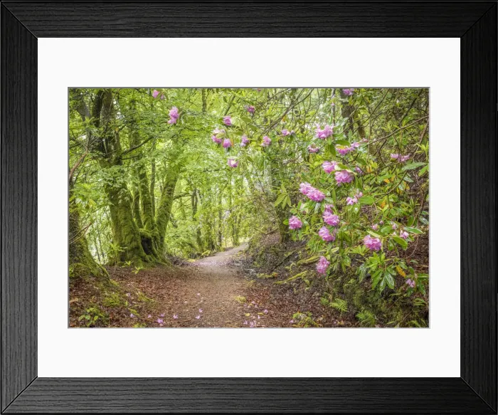 Framed Print : Forest path at Glenfinnan Church St. Mary, Highlands, Scotland, Great Britain Framed Print : Forest path at Glenfinnan Church St. Mary, Highlands, Scotland, Great Britain