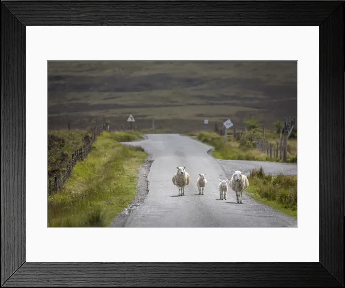 Framed Print : Sheep on country road in Glendale, Isle of Skye, Highlands, Scotland, Great Britain Framed Print : Sheep on country road in Glendale, Isle of Skye, Highlands, Scotland, Great Britain