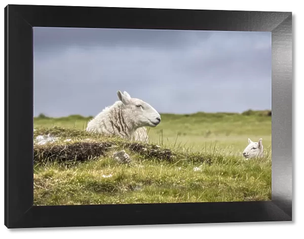 Flock of sheep at Dunvegan, Isle of Skye, Highlands, Scotland, Great Britain