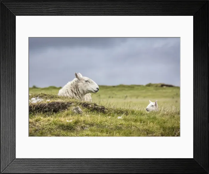 Framed Print : Flock of sheep at Dunvegan, Isle of Skye, Highlands, Scotland, Great Britain Framed Print : Flock of sheep at Dunvegan, Isle of Skye, Highlands, Scotland, Great Britain