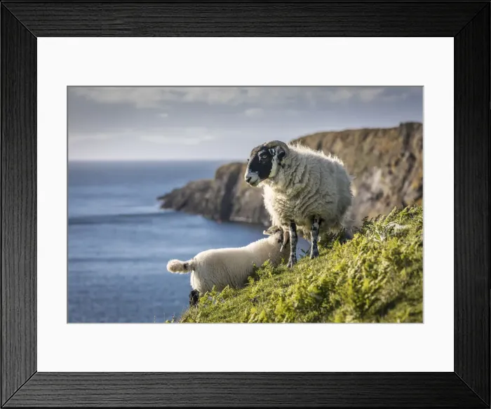 Framed Print : Sheep on the north west coast of the Trotternish Peninsula, Isle of Skye, Highlands Framed Print : Sheep on the north west coast of the Trotternish Peninsula, Isle of Skye, Highlands
