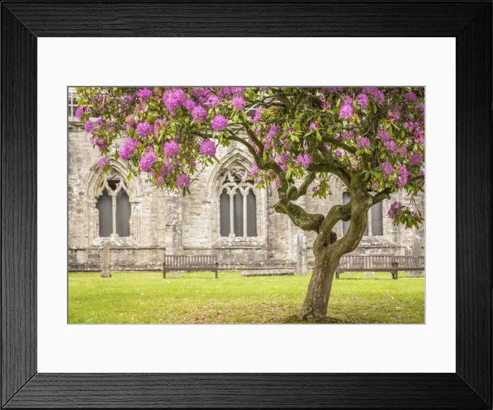 Framed Print : Rhododendron tree in front of Dunkeld Cathedral, Perth and Kinross, Scotland Framed Print : Rhododendron tree in front of Dunkeld Cathedral, Perth and Kinross, Scotland
