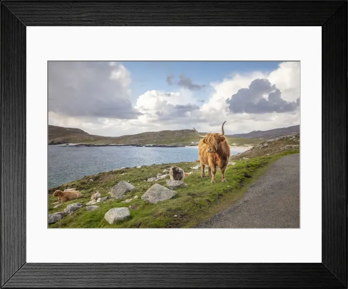 Framed Print : Highland Cattle, Isle of Harris, Outer Hebrides, Scotland