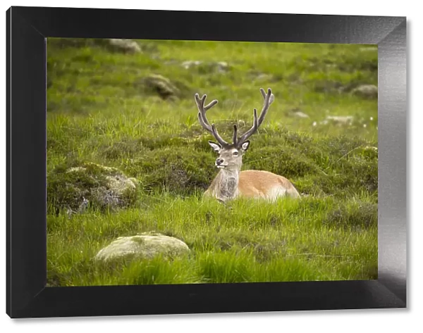 Red deer, Glen Coe, Fort William, Highlands, Scotland, United Kingdom, Europe