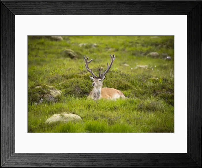 Framed Print : Red deer, Glen Coe, Fort William, Highlands, Scotland, United Kingdom, Europe Framed Print : Red deer, Glen Coe, Fort William, Highlands, Scotland, United Kingdom, Europe