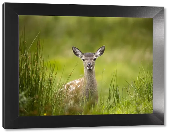 Red deer, Glen Coe, Fort William, Highlands, Scotland, United Kingdom, Europe
