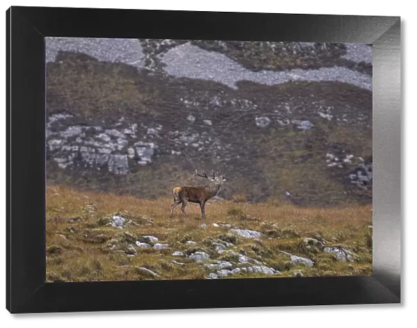 A stag roars during the rutting season in the Scottish Highlands